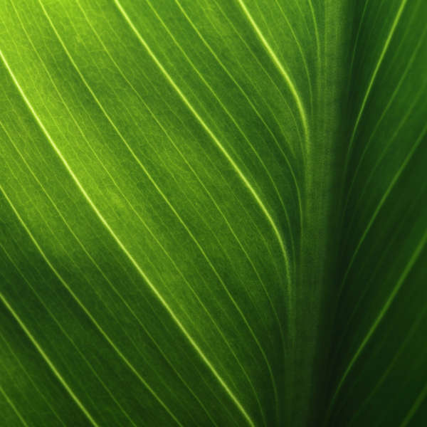 leaf